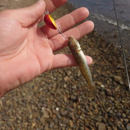 ハゼの釣果