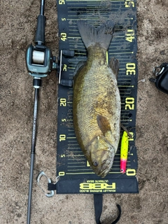 スモールマウスバスの釣果
