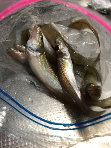 キスの釣果