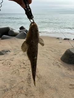 マゴチの釣果
