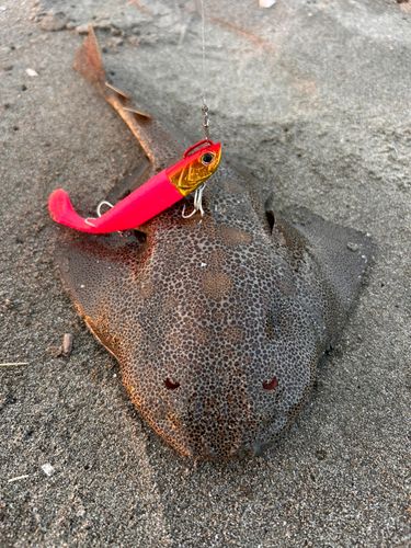 カスザメの釣果