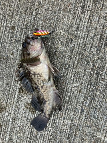 ソイの釣果