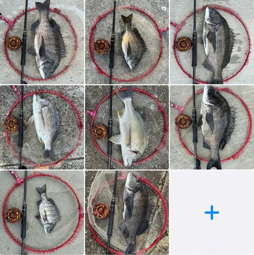 チヌの釣果