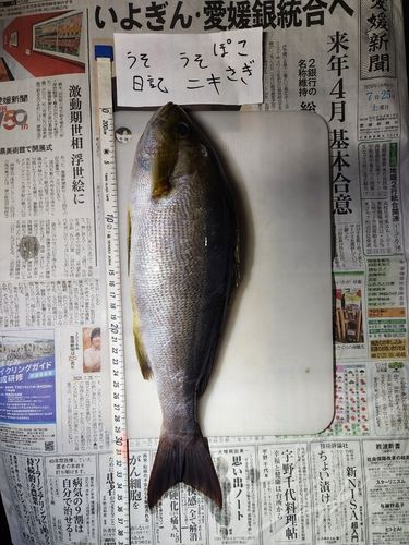 イサキの釣果