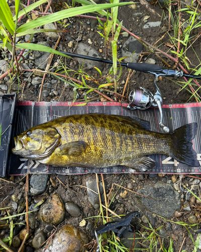 スモールマウスバスの釣果