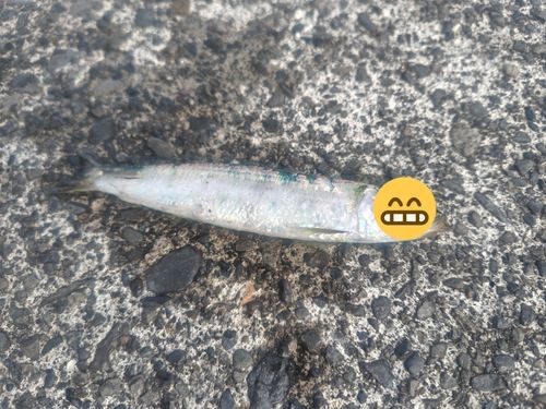 ウルメイワシの釣果