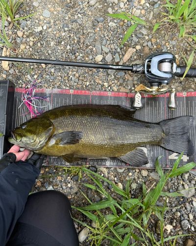 スモールマウスバスの釣果