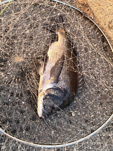 クロダイの釣果