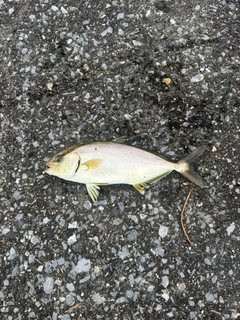 ショゴの釣果