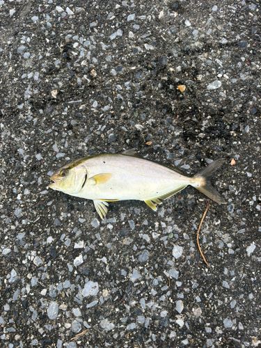 ショゴの釣果