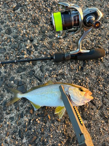 ショゴの釣果