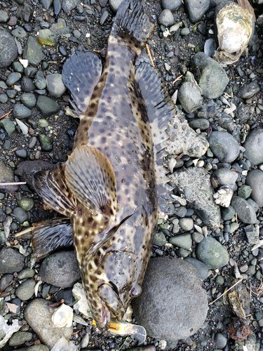 チャイロマルハタの釣果