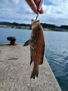 オオモンハタの釣果