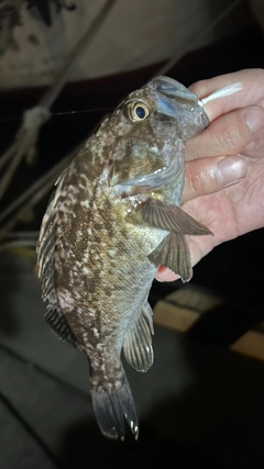 クロソイの釣果
