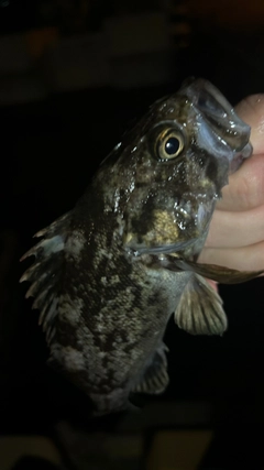 クロソイの釣果