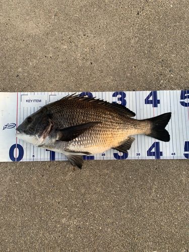チヌの釣果
