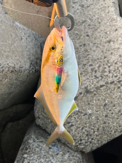 ネリゴの釣果