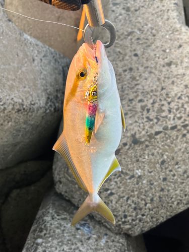ネリゴの釣果