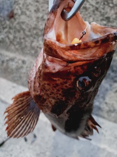 タケノコメバルの釣果