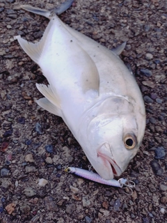 メッキの釣果