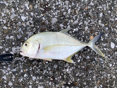 メッキの釣果