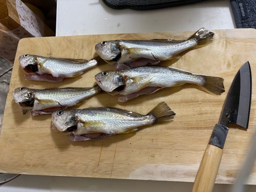 シログチの釣果