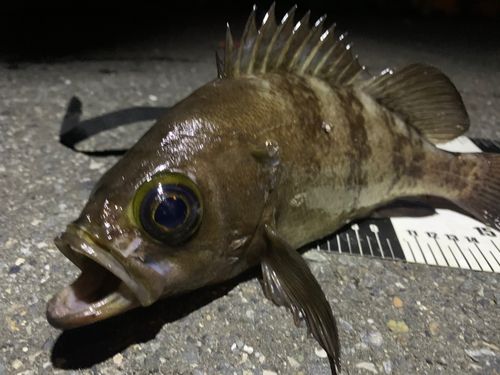 メバルの釣果
