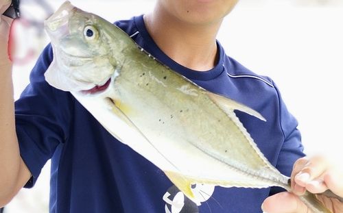 オニヒラアジの釣果