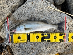 セイゴ（マルスズキ）の釣果