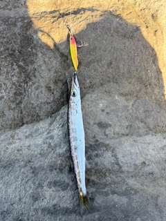 カマスの釣果