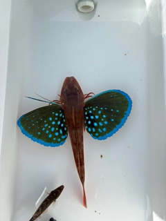 ホウボウの釣果