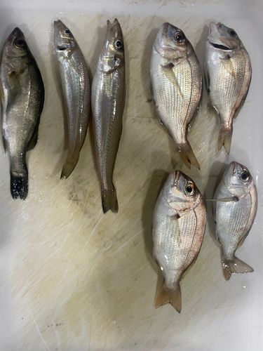チャリコの釣果