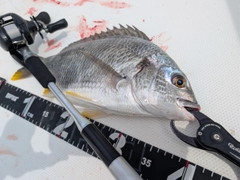 キビレの釣果