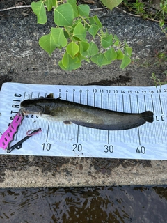 ナマズの釣果