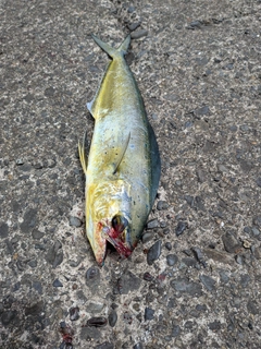 シイラの釣果