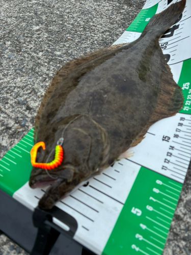 ヒラメの釣果