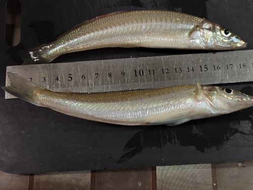 シロギスの釣果