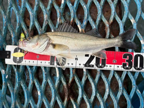 セイゴ（マルスズキ）の釣果