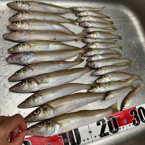 キスの釣果
