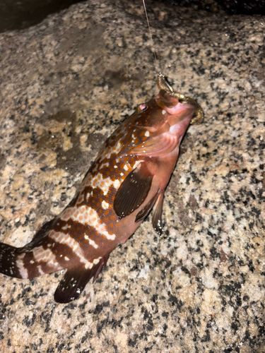 キジハタの釣果