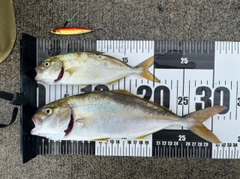 ショゴの釣果