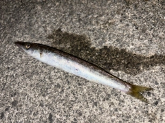 カマスの釣果