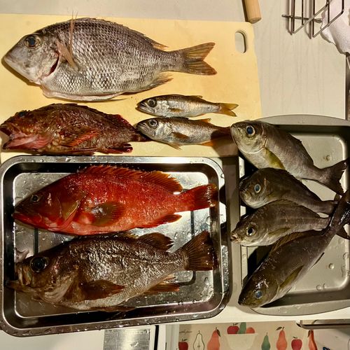 メイチダイの釣果