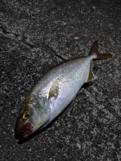 カンパチの釣果
