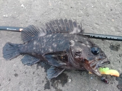 ハチガラの釣果