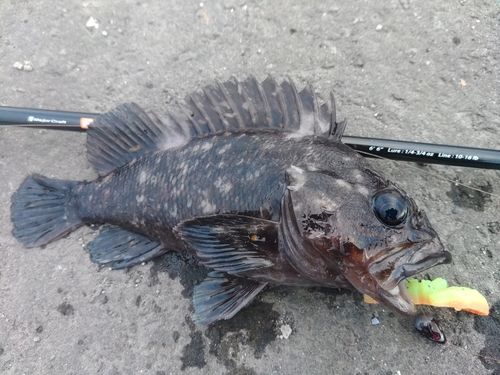 ハチガラの釣果