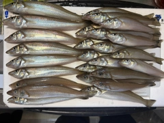 シロギスの釣果