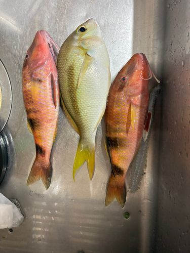 オニヒラアジの釣果