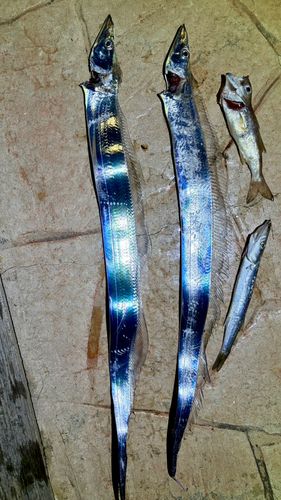 タチウオの釣果