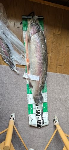 レインボートラウトの釣果